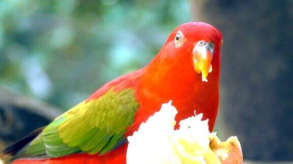 红鹦鹉早上吃苹果它是美丽的彩色鹦鹉