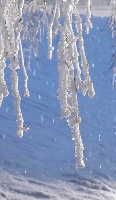 雪和霜覆盖在阳光下的树枝关闭冬天的风景
