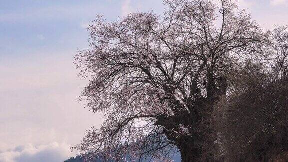 山坡上的桃树开满了花