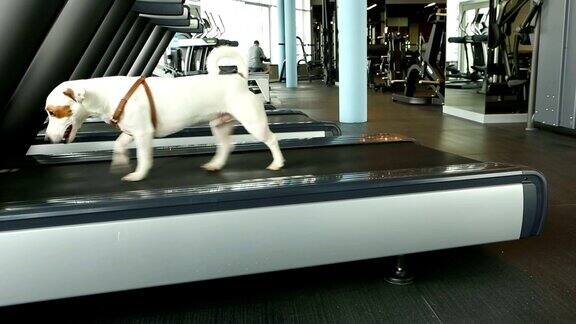 健身动机有趣的狗笑话