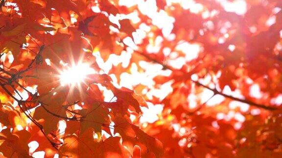 秋天的树叶在阳光下