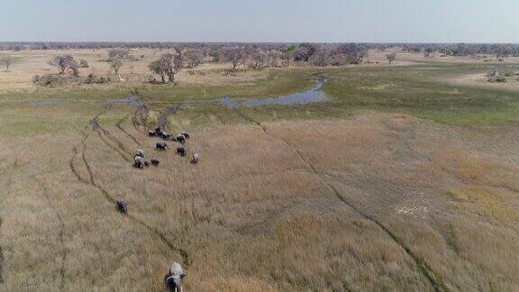鸟瞰一群大象走过潮湿的奥卡万戈三角洲草原