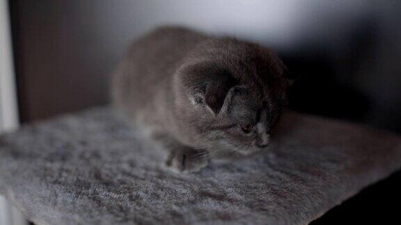 一只灰色苏格兰折腿猫的肖像躺在镜头前