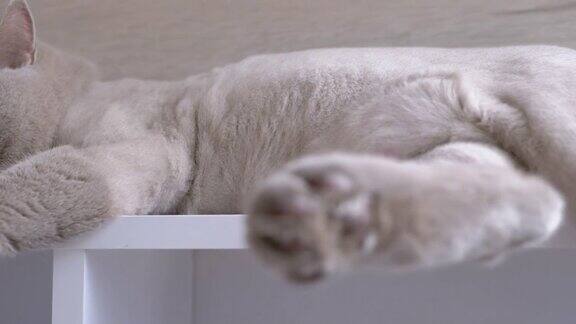 一只灰色家猫在书架上睡觉的有力爪子4K