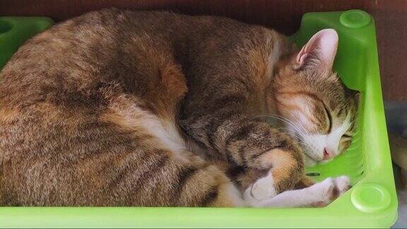 用智能手机拍摄的绿色篮子里睡觉的猫