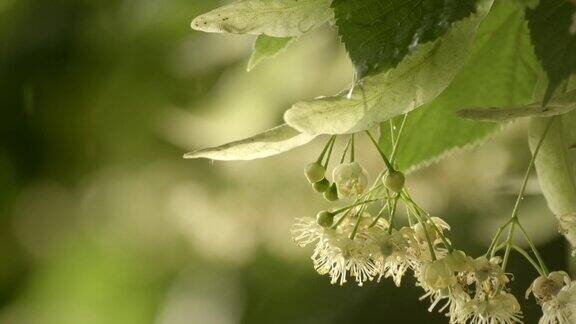 菩提树在开花菩提花近距离美丽新鲜的菩提树绿叶雨滴落在其上的药用植物