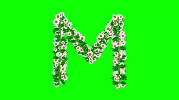 英文字母M绿色屏幕背景上有雏菊花