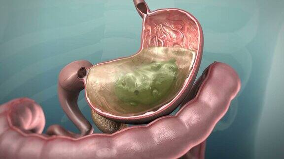 人体胃肠道或胃肠道的三维动画