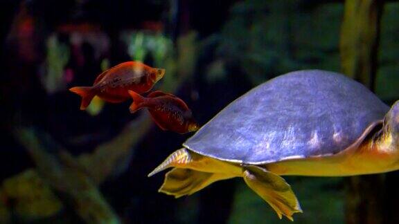 佛罗里达软壳龟水下爬行动物和鱼一起游泳