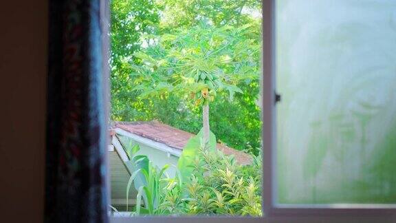 透过一扇打开的窗户可以看到热带花园