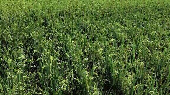 巴尔岛的一架无人机拍摄的稻田