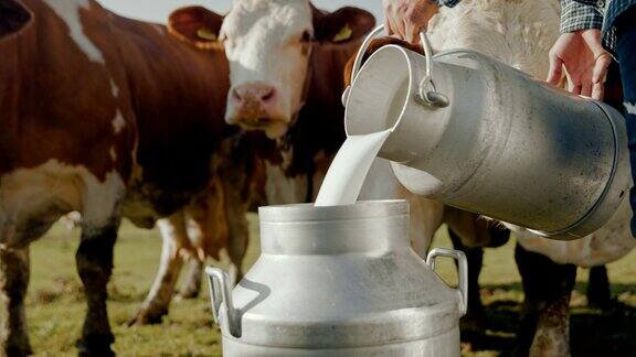 农民把牛奶倒进桶里