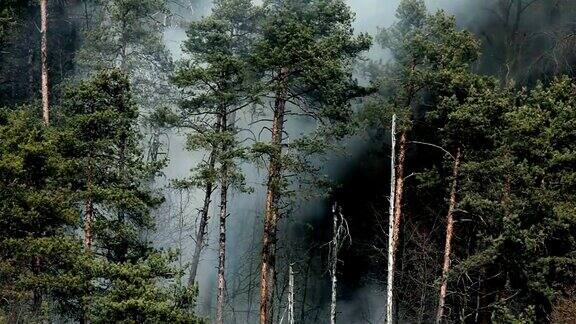 HDSTOCK:云杉处于危险之中森林里有危险的烟雾