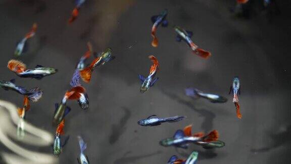 外来装饰水族馆中热带鱼的多样性查都泽鱼市宠物店的商品摊位上五颜六色的宠物的特写品种在柜台出售在集市交易