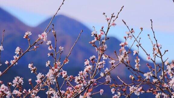 山上的一棵樱桃树已经开始开花了
