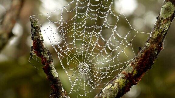 蜘蛛网和清晨的露珠