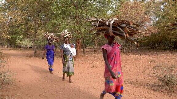 津巴布韦五名妇女头上顶着用来生火做饭和取暖的柴火走在回家的路上