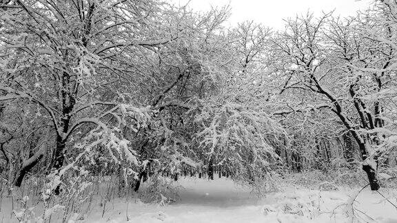 冬天森林里下着大雪