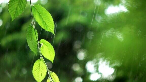 绿叶在雨天