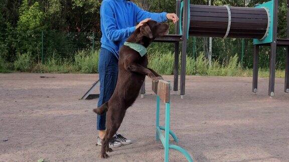 一个女人和一只拉布拉多猎犬在操场上训练狗训犬人或宠物主人教狗遵守命令