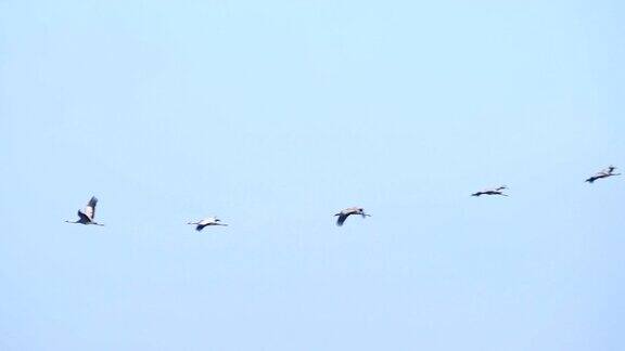 普通鹤或欧亚鹤(GrusGrus)在迁徙季节飞行在半空中的鸟类