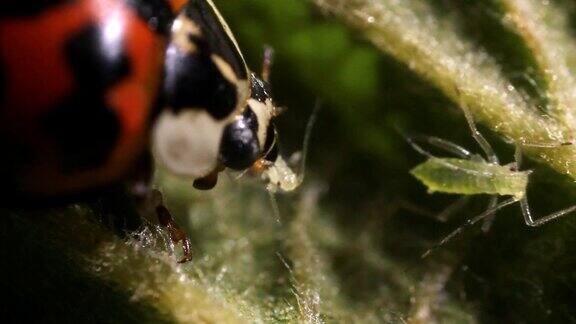 瓢虫正在吃蚜虫