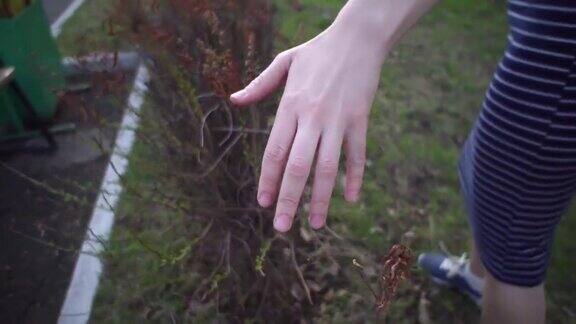 在春天的一天女人的手触摸着灌木上的嫩叶和枯叶