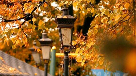 古色古香的灯笼在黄秋公园里随风飘动自然在公园里