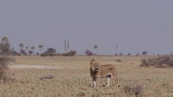博茨瓦纳草原上的雄狮