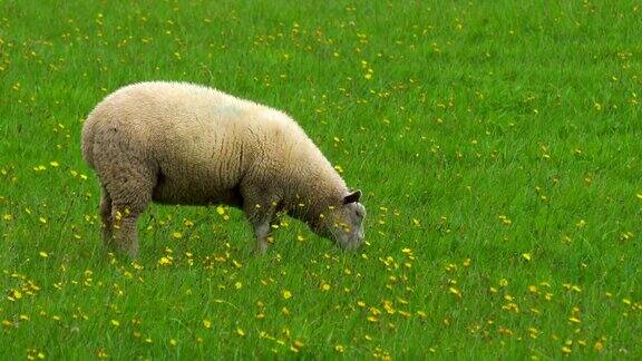 羊群在绿色的田野上
