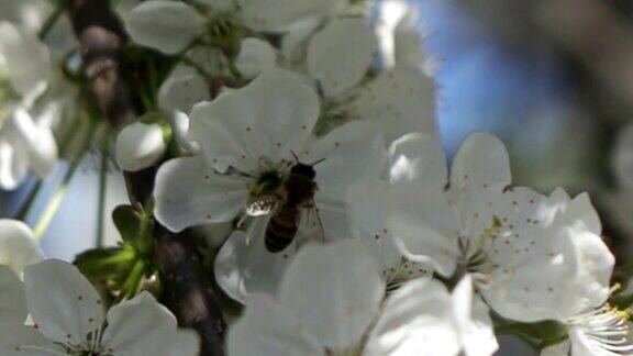 蜜蜂在春天的花朵上采蜜慢动作