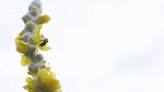 蜜蜂降落在黄色的花上上面覆盖着毛蕊花背景是明亮的白色云雾