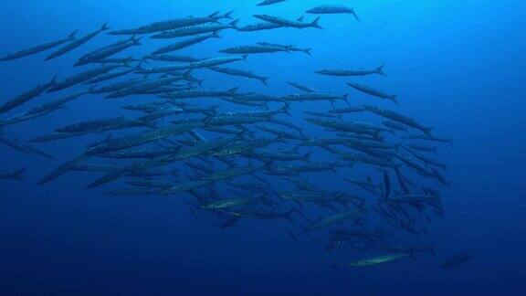 深蓝色海水中的一大群梭鱼
