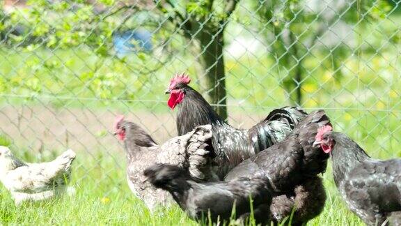 惊人的黑公鸡和鸡在花园里吃草在4K视频