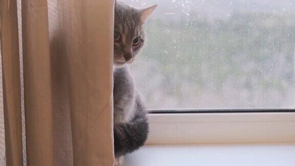 愤怒的灰猫被吓到了在窗边发出嘶嘶声