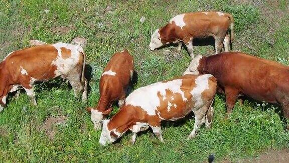 在牧场上吃草的黄牛和小牛