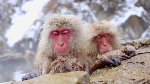 日本长野一种日本猕猴在温泉中洗澡