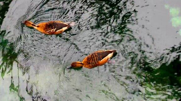 鸭子在水里游泳