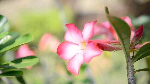 粉色沙漠玫瑰或黑斑羚百合或假杜鹃花