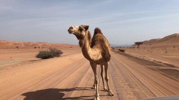 阿曼有一千零一夜的沙漠和骆驼