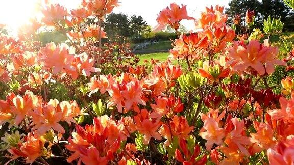 粉红色的杜鹃花(杜鹃花)在花园里