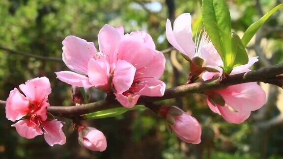 春天桃花在树上绽放