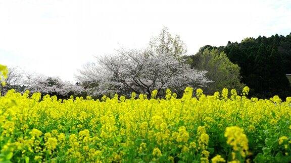 盛开的油菜花和美丽的吉野樱桃树