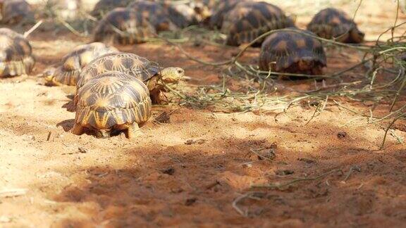 辐射龟群-辐射螯龟-极度濒危龟种马达加斯加特有行走在沙地上