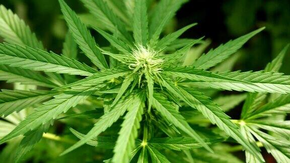 大麻(大麻)花蕾-大麻盛开的花在HD