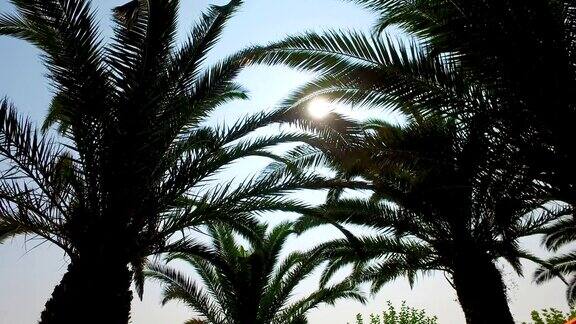 棕榈树的剪影在美丽的日落背景上