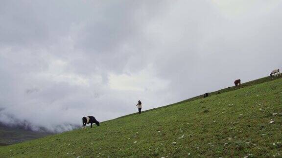 高加索埃尔布鲁斯一个女人走在母牛之间的山坡上