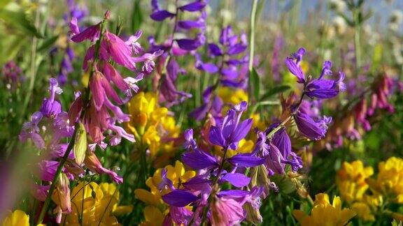 高山草地上鲜艳的紫色、黄色和白色野花在风中摇曳替身拍摄UHD