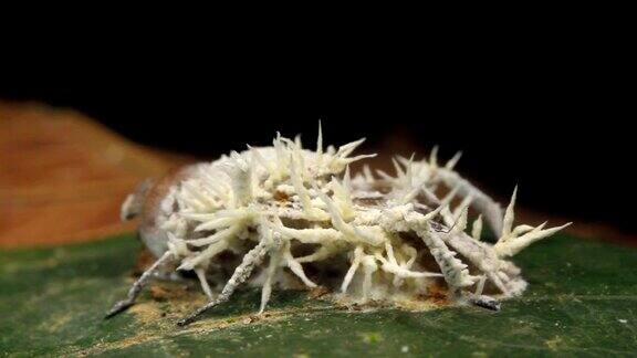 感染苍蝇的虫草真菌
