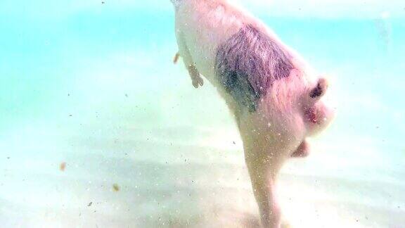 巴哈马的游泳猪